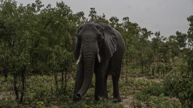 Zimbabwe